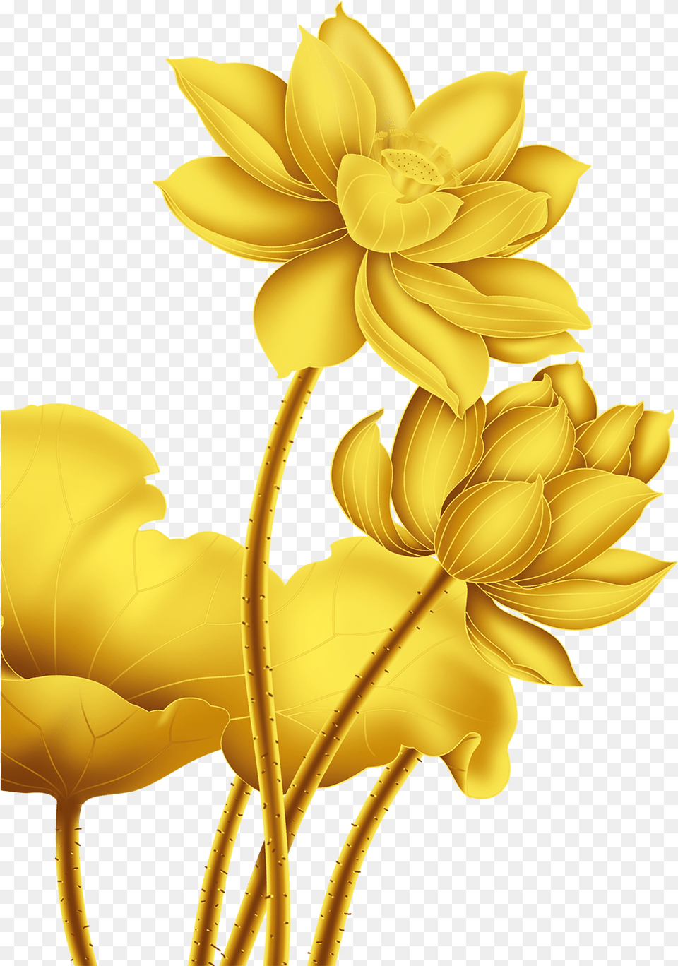 Gold Nelumbo Nucifera Beautifully Decorated Golden, Daisy, Flower, Petal, Plant Png Image