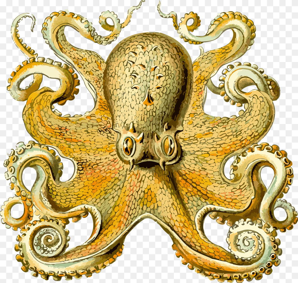 Gold Octopus Clipart, Animal, Sea Life, Invertebrate, Accessories Png