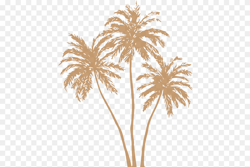 Gold Palm Leaves Stock Gold Palm Leaves, Plant, Tree, Palm Tree, Person Png Image