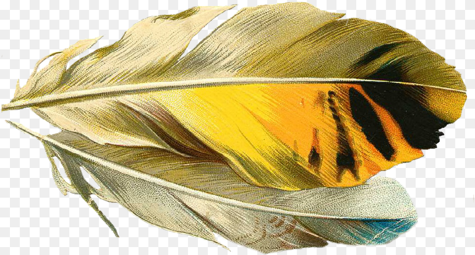 Gold Quill Transparent Background, Plant, Petal, Leaf, Flower Png Image