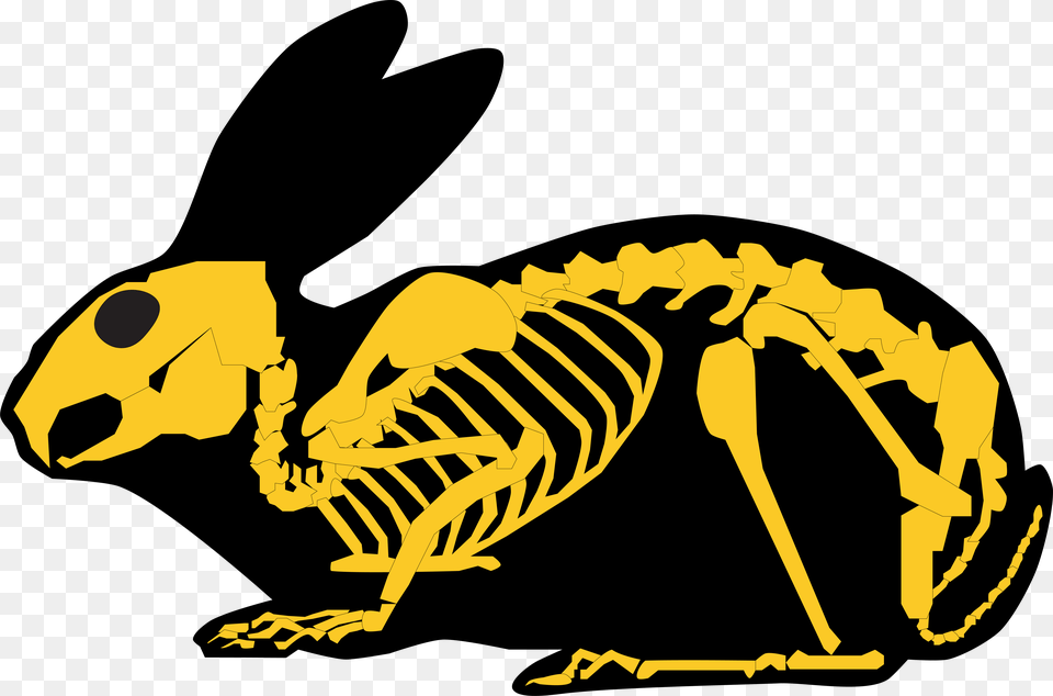 Gold Rabbit Skeleton And Silhouette Rabbit Skeleton Silhouette, Animal, Fish, Sea Life, Shark Png