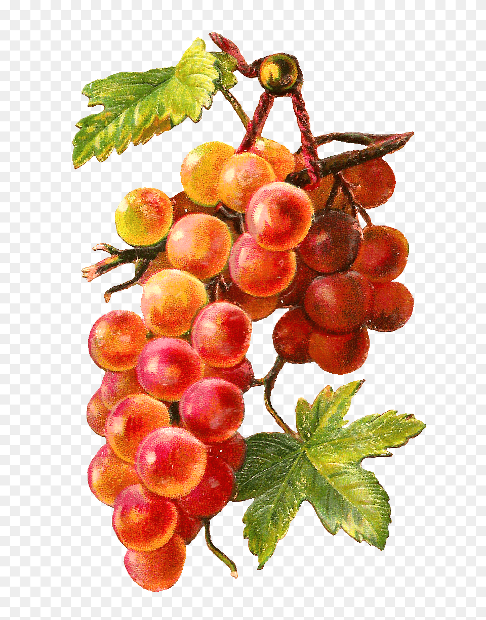 Gold Red Grapes Vine, Food, Fruit, Plant, Produce Free Png