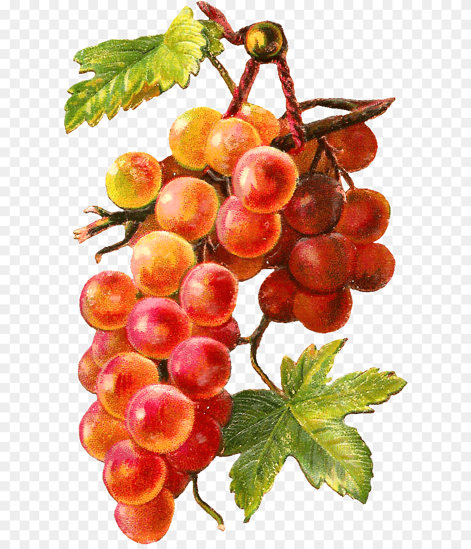 Gold Red Grapes Vine Grape, Food, Fruit, Plant, Produce Free Png Download