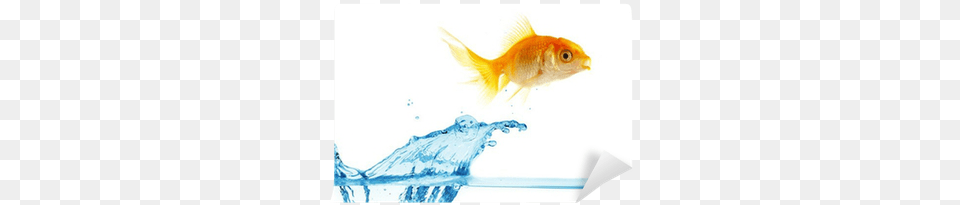 Gold Small Fish Jumps Out Of Water Wall Mural Pixers Fish Splashing Out Of Water Animated, Animal, Sea Life, Goldfish, Shark Free Transparent Png