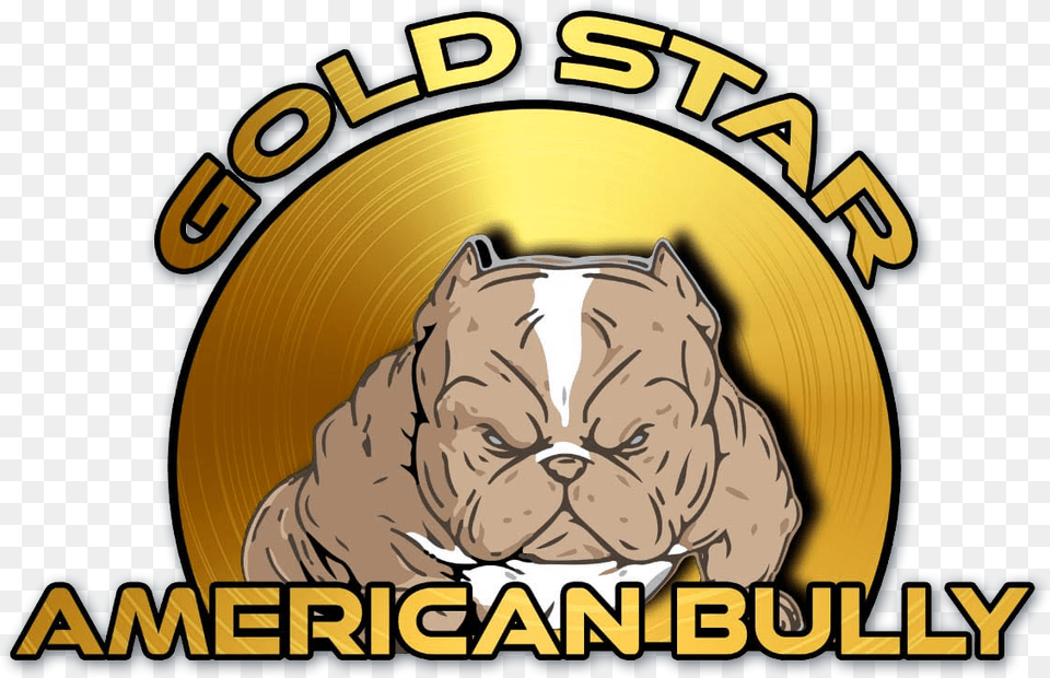 Gold Star American Bully Big, Face, Head, Person, Baby Png Image