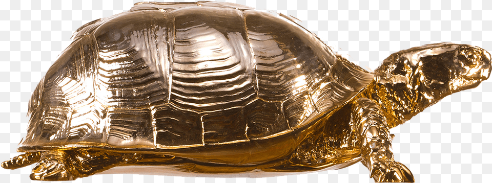 Gold Turtle, Animal, Reptile, Sea Life, Tortoise Png Image