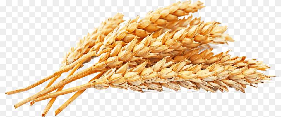 Gold Wheat Transparent Background Wheat Grains Free Png