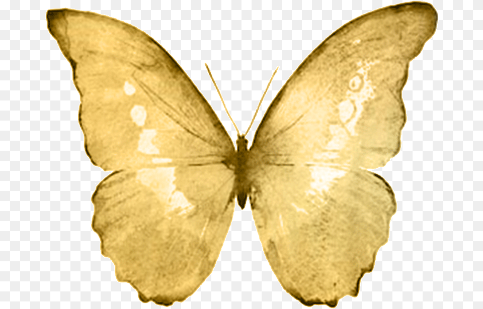 Goldb Watercolor Butterfly White Background, Animal, Insect, Invertebrate, Moth Png Image