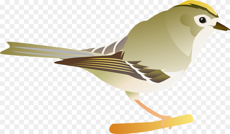 Goldcrest Bird Clipart, Animal, Finch, Beak, Sparrow Png