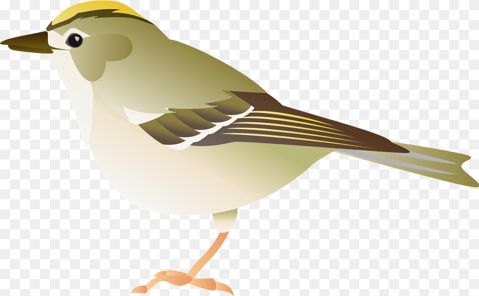 Goldcrest Bird Clipart, Animal, Finch, Sparrow, Fish Png Image