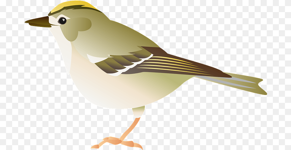 Goldcrest Bird Clipart Transparent Sparrow, Animal, Finch, Adult, Female Free Png Download