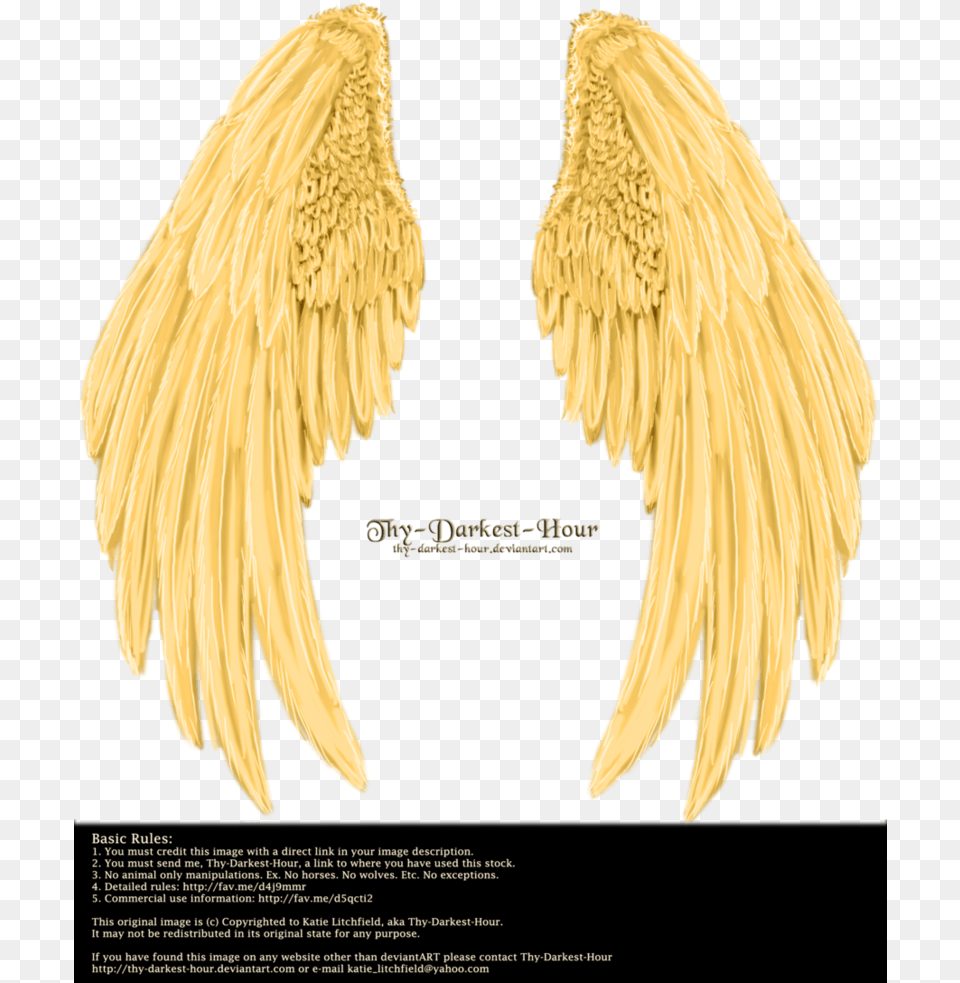 Golden Angel Wings, Animal, Bird, Vulture Free Png Download