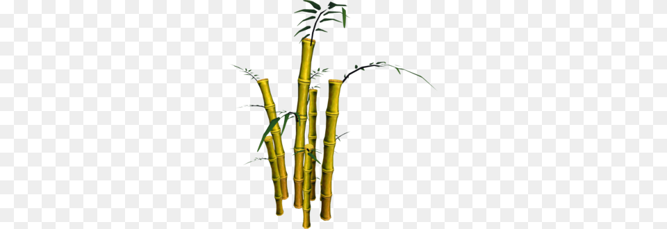 Golden Bamboo, Plant Free Transparent Png