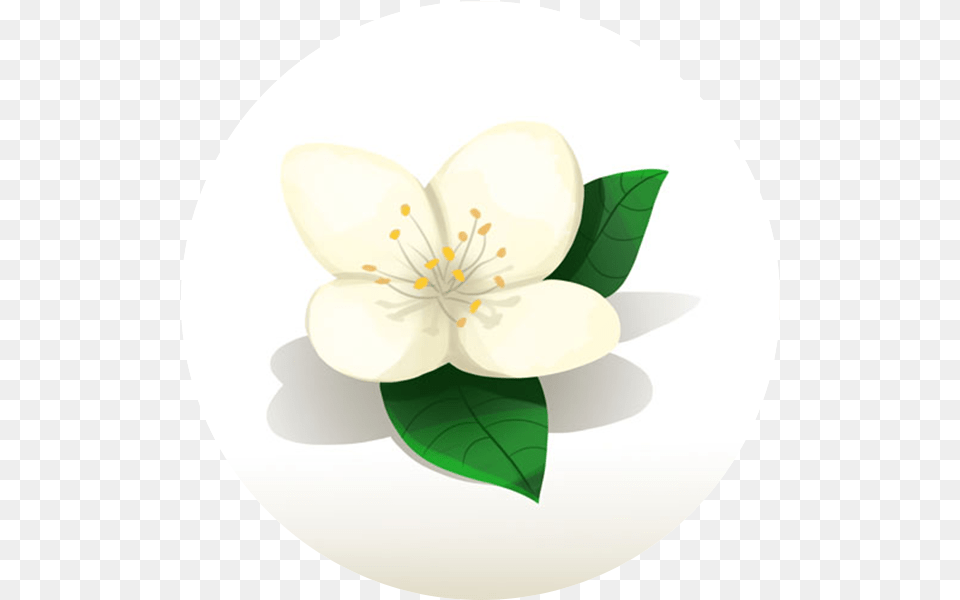 Golden Bell Studios Turn Unbrokenu0027s Kickstarter Into A Jasmine, Anemone, Anther, Flower, Plant Free Transparent Png