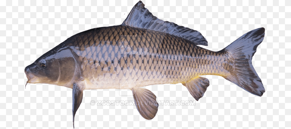 Golden Carp Carp, Animal, Fish, Sea Life Png