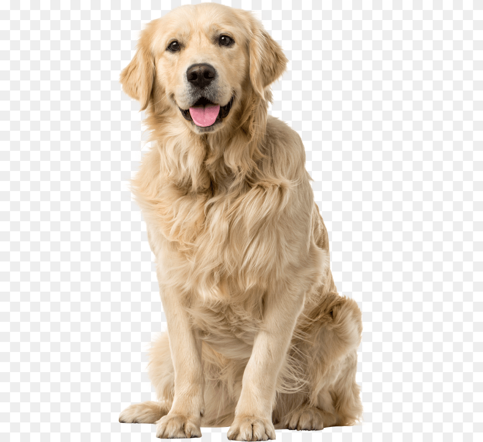 Golden Dog Vet Approved Pet Nail Clipper Amp Trimmer, Animal, Canine, Golden Retriever, Mammal Free Png