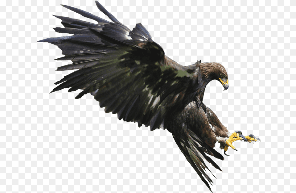 Golden Eagle, Animal, Bird, Vulture, Hawk Free Png Download