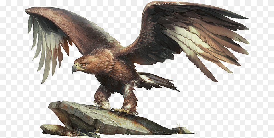 Golden Eagle, Animal, Bird, Buzzard, Hawk Free Png Download