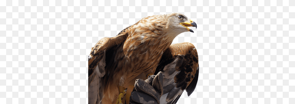 Golden Eagle Animal, Bird, Vulture, Buzzard Free Png