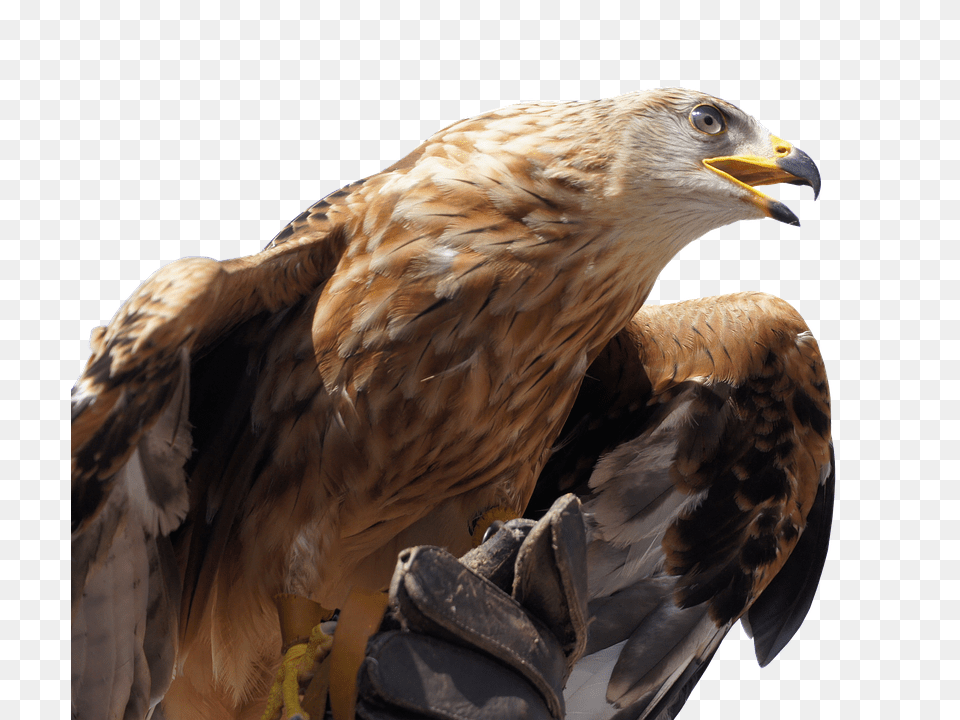 Golden Eagle Animal, Bird, Buzzard, Hawk Free Png