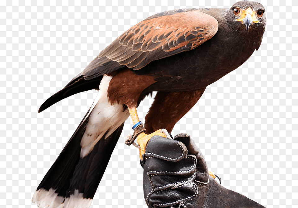Golden Eagle, Clothing, Glove, Animal, Bird Free Transparent Png