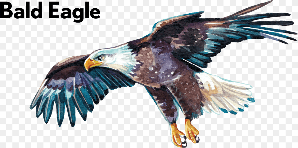 Golden Eagle, Animal, Bird, Flying, Beak Free Transparent Png
