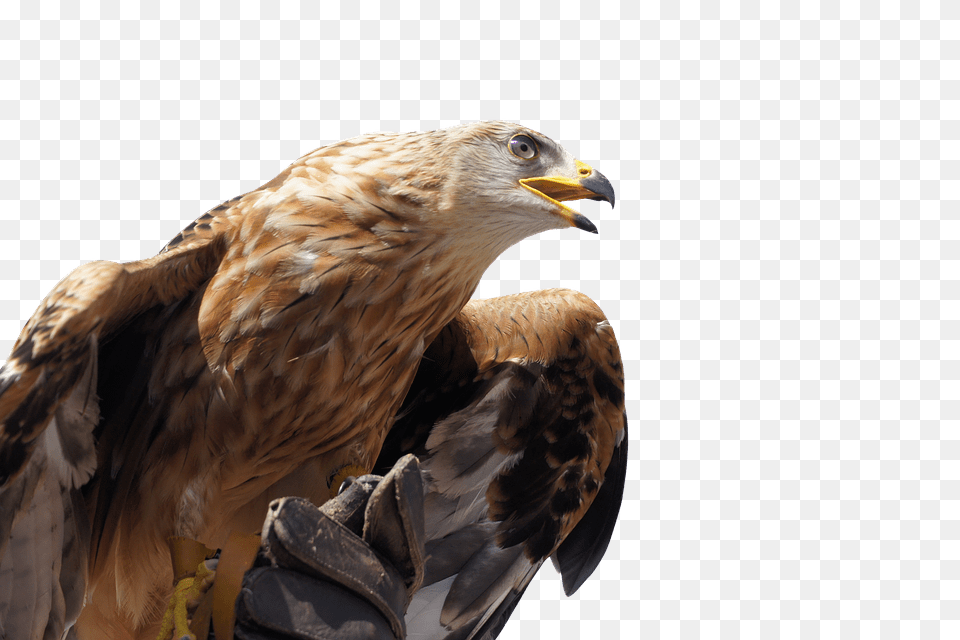 Golden Eagle, Animal, Bird, Buzzard, Hawk Png
