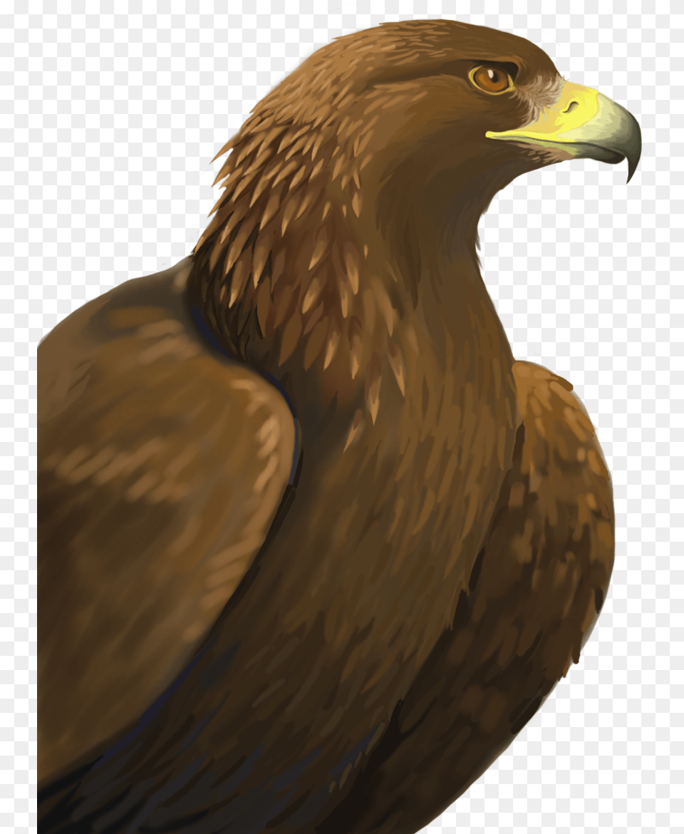 Golden Eagle Golden Eagle, Animal, Bird, Beak, Kite Bird Free Transparent Png
