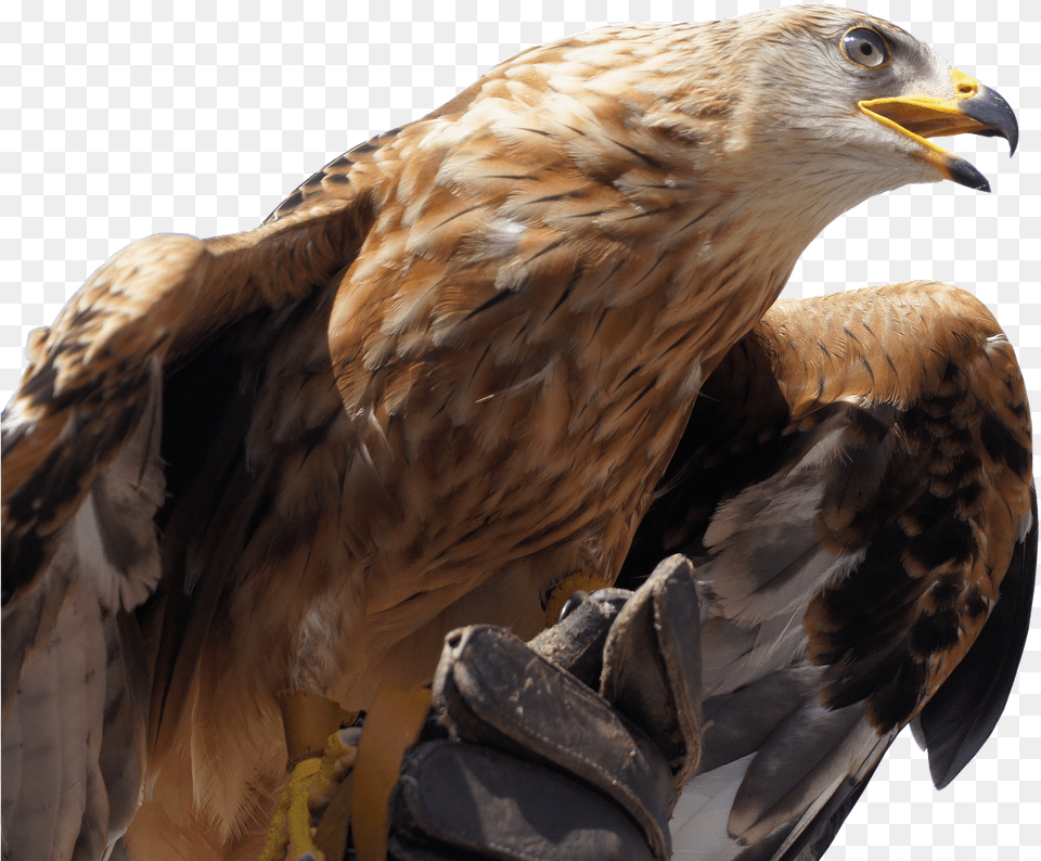 Golden Eagle Golden Eagle, Animal, Bird, Vulture, Buzzard Png Image