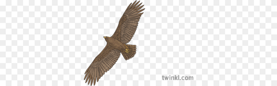 Golden Eagle In Flight Bird Of Prey Animal Scotland Ks2 Sharp Shinned Hawk, Vulture, Flying, Kite Bird, Accipiter Free Transparent Png