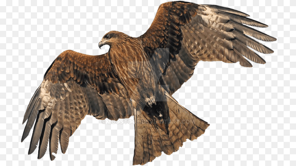 Golden Eagle Transparent Background, Animal, Bird, Kite Bird, Buzzard Png Image