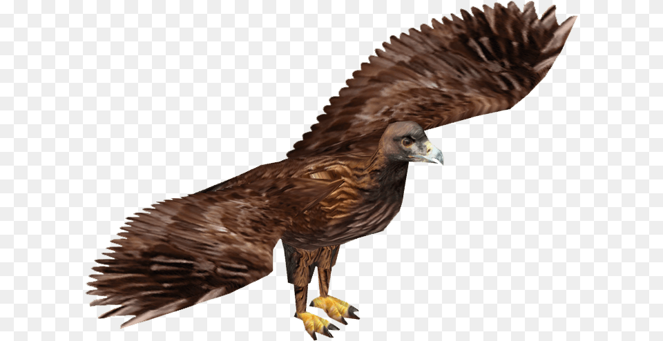 Golden Eagle Wiki, Animal, Bird, Vulture, Buzzard Free Png