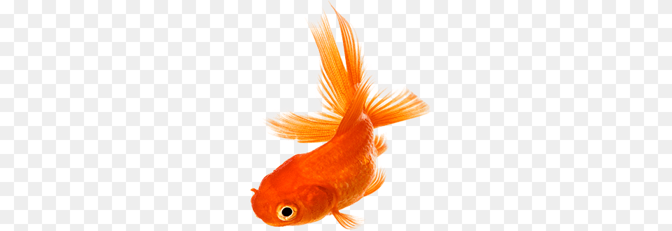 Golden Fish, Animal, Sea Life, Goldfish Free Png