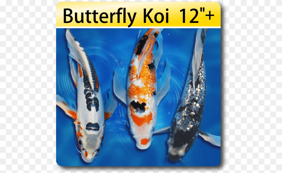 Golden Fish, Animal, Carp, Koi, Sea Life Free Png Download