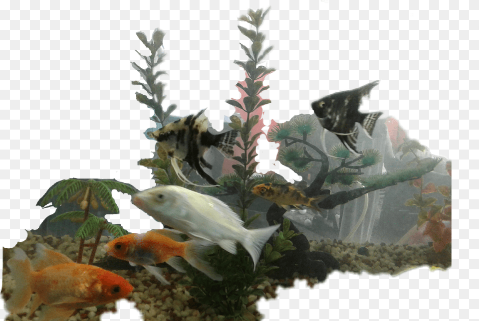 Golden Fish Golden Bony Fish, Aquatic, Water, Animal, Sea Life Free Transparent Png