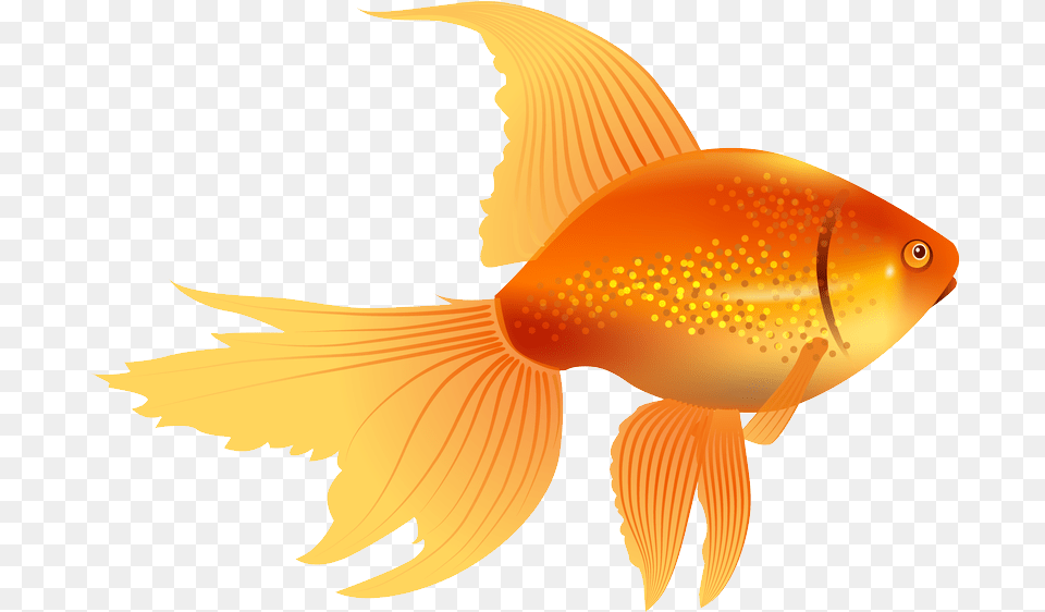 Golden Fish Pictures Free Download 103 Litrato Clip Art Goldfish, Animal, Sea Life, Shark Png