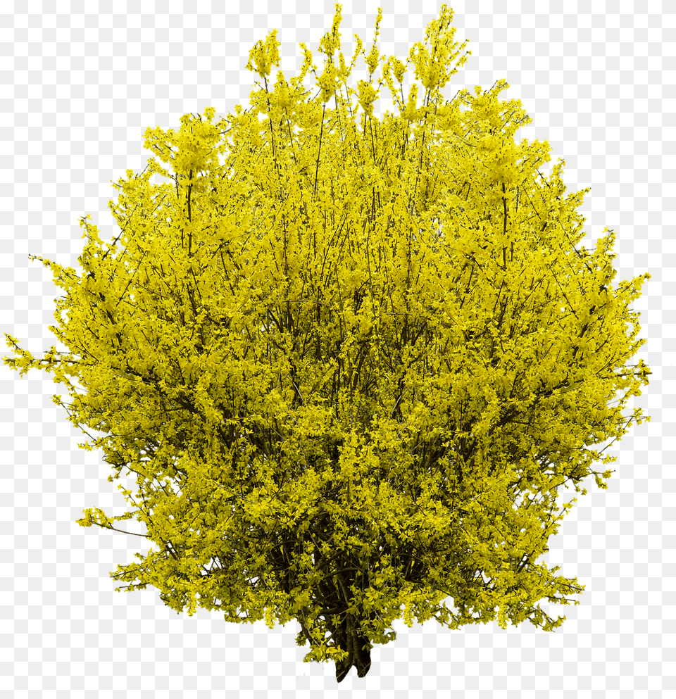 Golden Flowers 3d Forsythia, Plant, Vegetation, Bush Free Transparent Png