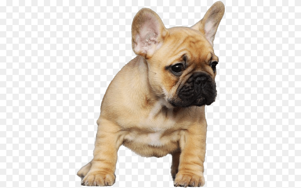 Golden French Bulldog In 2020, Animal, Canine, Dog, French Bulldog Png