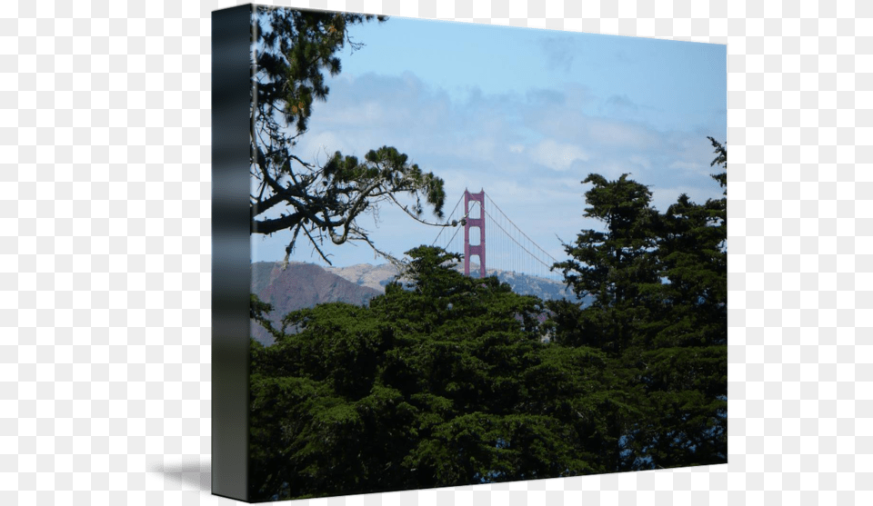 Golden Gate Through Tree Canopy By Danielle Groenen Tree, Plant, Vegetation, Land, Nature Free Png
