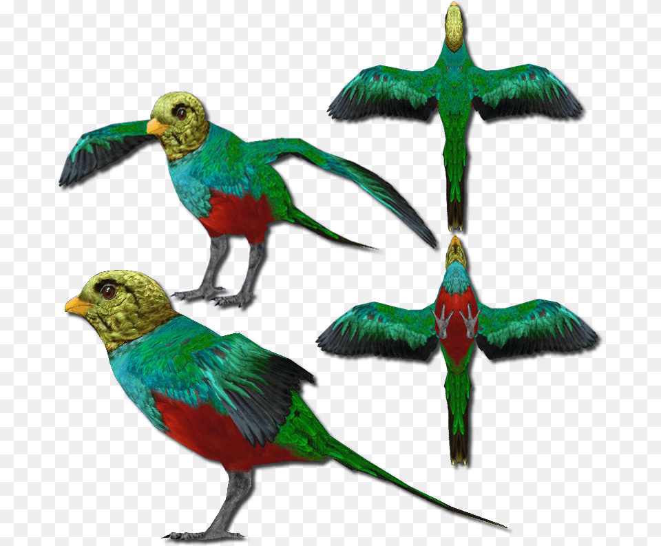 Golden Headed Quetzal, Animal, Beak, Bird Free Transparent Png