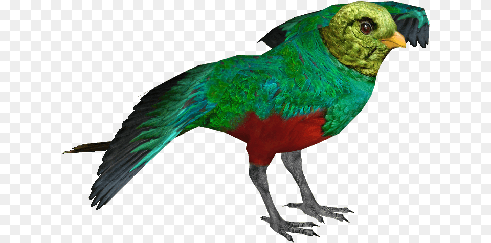 Golden Headed Quetzal M Wiki, Animal, Beak, Bird Free Png