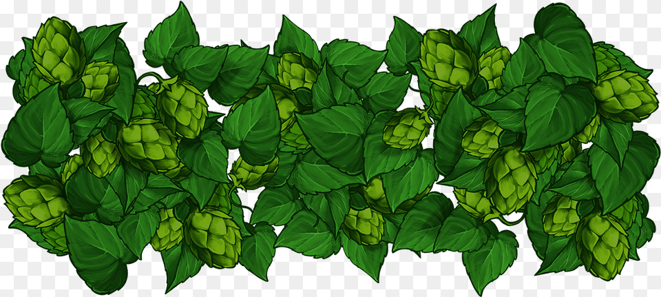 Golden Hop Illustration, Green, Leaf, Plant, Herbs Png Image