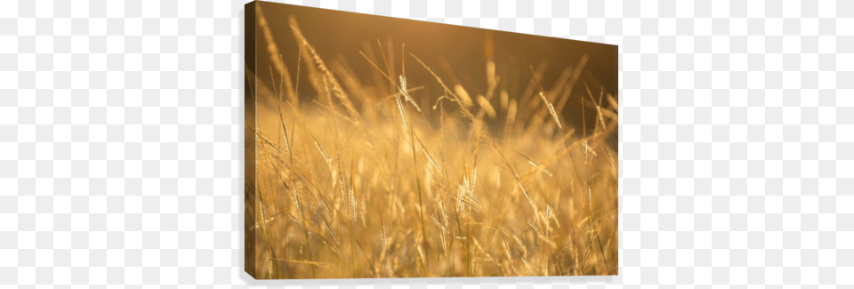 Golden Hour And Grass Field Canvas Print Canvas Print, Plant, Vegetation, Food, Produce Png