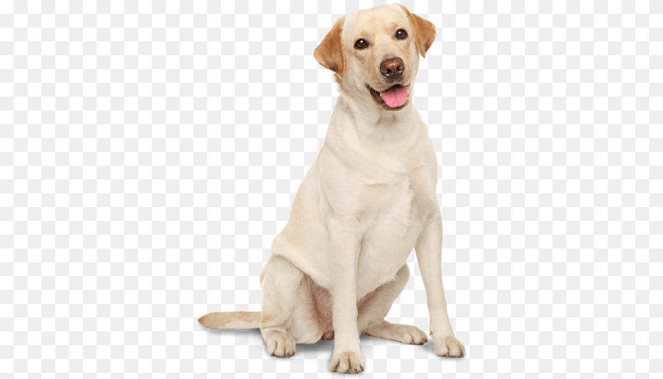 Golden Irish Labrador Chesapeake Bay Water Spaniel Labrador Retriever, Animal, Canine, Dog, Labrador Retriever Png Image