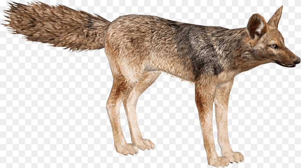 Golden Jackal Wolf, Animal, Canine, Coyote, Mammal Free Png
