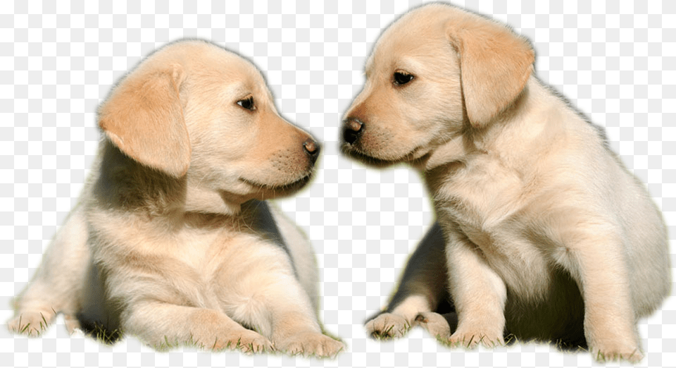 Golden Labrador Puppy, Animal, Canine, Dog, Labrador Retriever Free Png