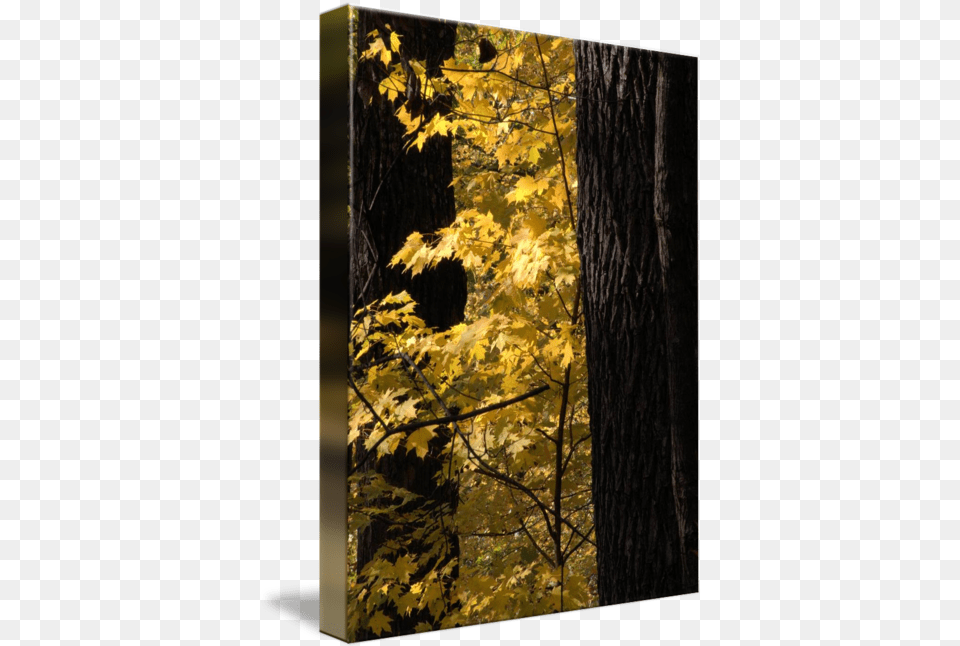 Golden Leaves By Northern Hardwood Forest, Leaf, Plant, Tree, Tree Trunk Free Png Download