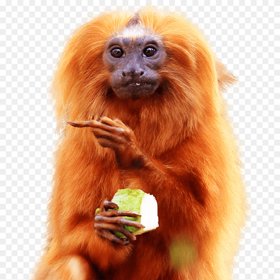 Golden Lion Tamarin Eating, Animal, Mammal, Monkey, Wildlife Free Transparent Png