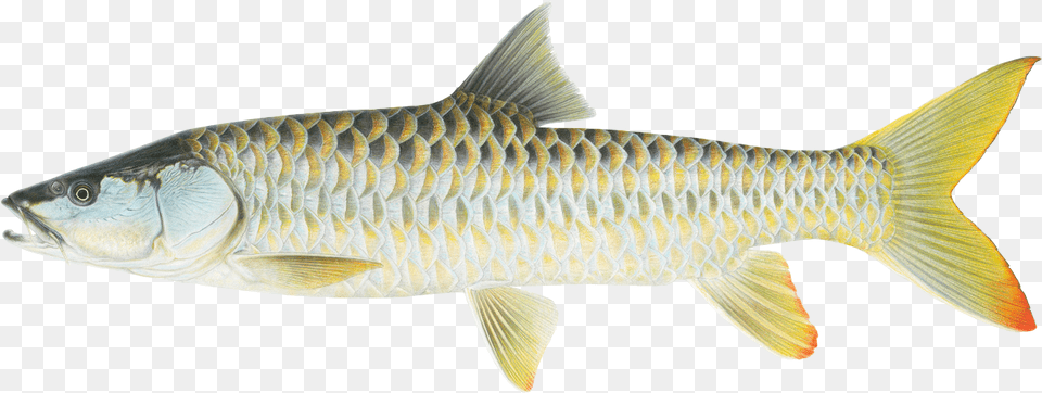 Golden Mahseer Bhutan, Animal, Fish, Sea Life, Carp Png Image