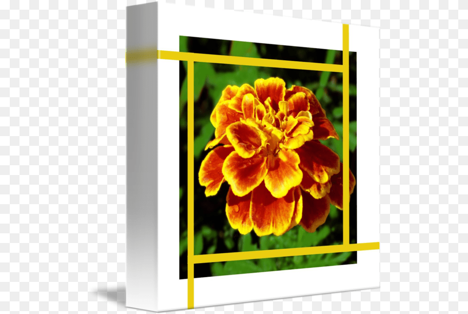 Golden Marigold Flower And Gold Lines By Lloyd Cain Marigold, Anther, Geranium, Petal, Plant Free Png